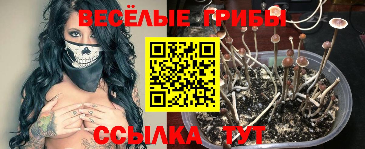 Галлюциногенные грибы GOLDEN TEACHER Зеленогорск